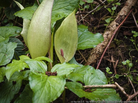 Arum maculatum plant with large, heart-shaped leaves